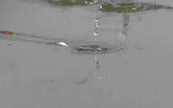 初夏钓鱼钓底还是钓浮?