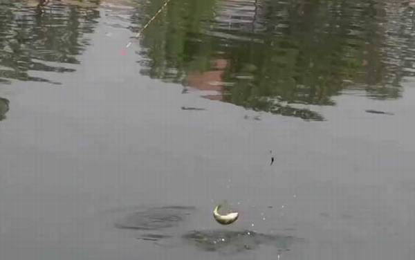 初夏钓鱼钓底还是钓浮?
