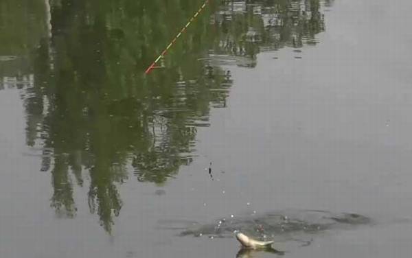 初夏钓鱼钓底还是钓浮?