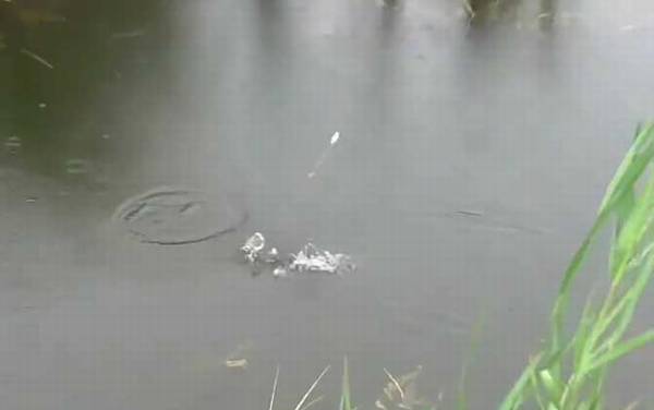 初夏钓鱼选择什么位置最好?