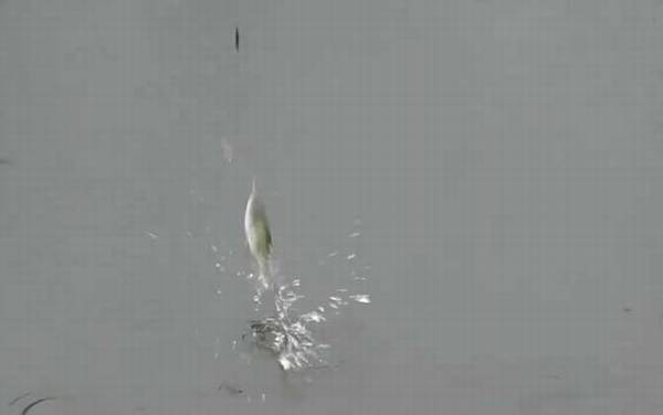 初夏钓鱼选择什么位置最好?