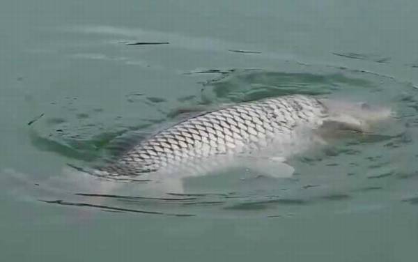 夏天40度高温怎么钓鱼?