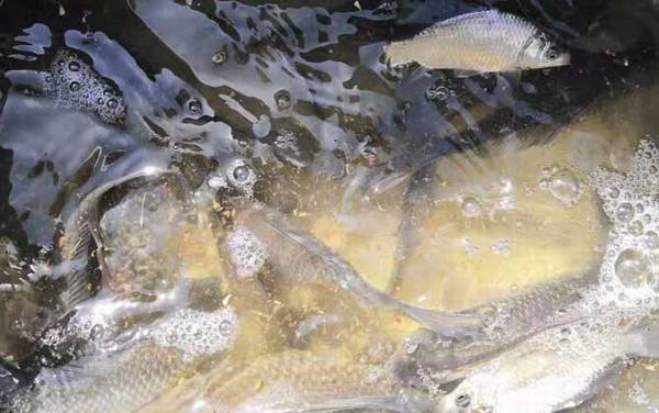 夏天为什么钓不到鲫鱼?