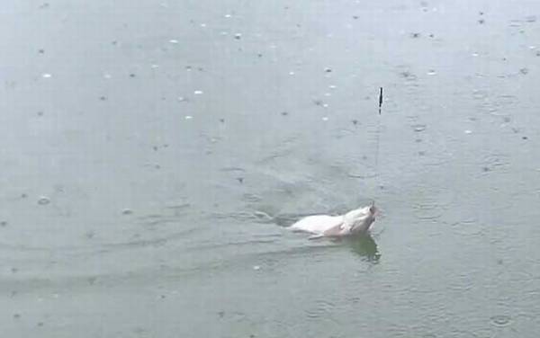 五月钓鱼怎么钓上鱼快?