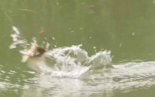 五月钓鱼什么时间最好?