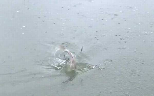 五月钓鱼钓深水还是浅水?