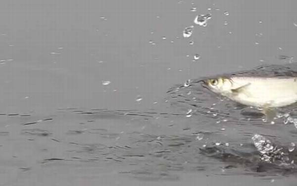 六月钓鱼钓深还是钓浅?