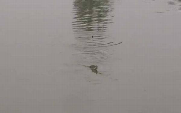 六月钓鱼钓深还是钓浅?