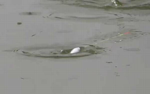 六月钓鱼钓深还是钓浅?