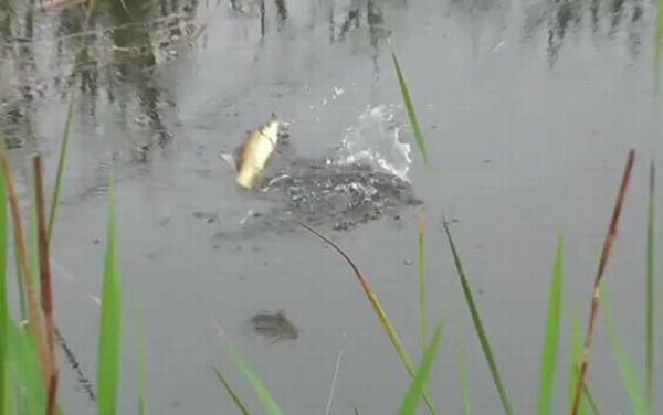 六月钓鱼没口是怎么回事?