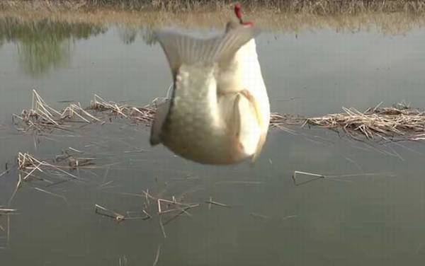 初秋钓鱼技巧及方法