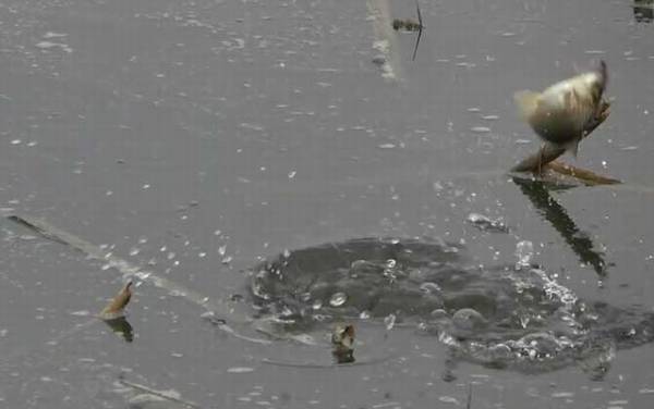 初秋钓鱼钓深水还是浅水?