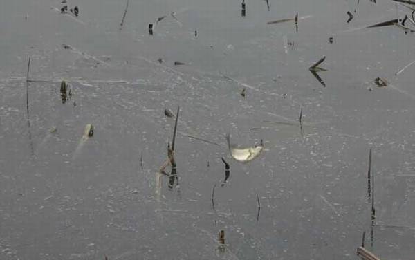 初秋钓鱼钓深水还是浅水?