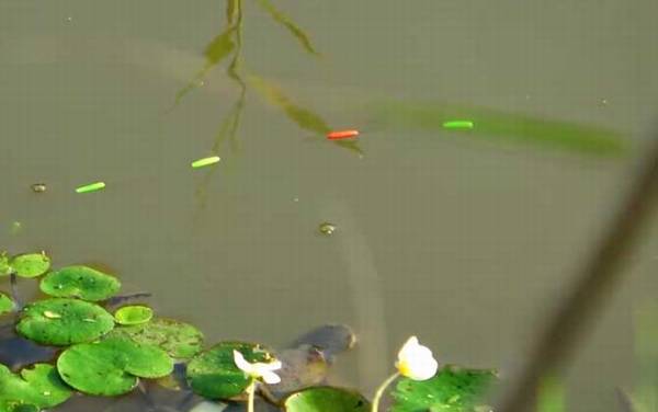 初秋钓鱼水深多少合适?