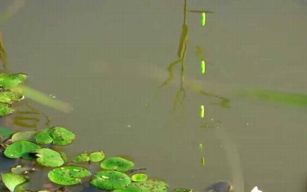 初秋钓鱼水深多少合适?