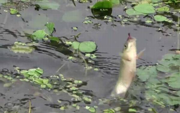 初秋钓鱼什么风向好?