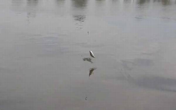 深秋钓鱼钓近还是钓远?