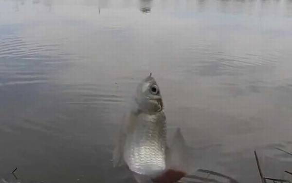 深秋钓鱼钓近还是钓远?