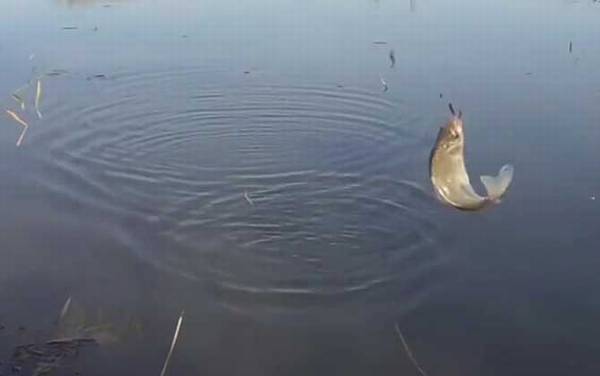 野河秋季钓鱼技巧全攻略