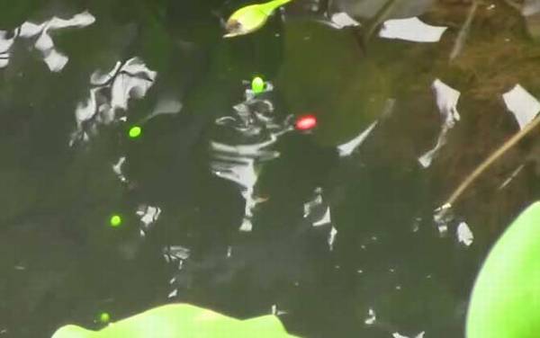 秋季钓鱼钓远还是钓近?