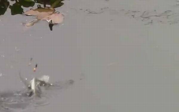 秋季钓鱼钓远还是钓近?