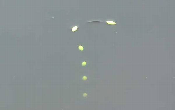 秋季钓鱼钓底还是钓浮?