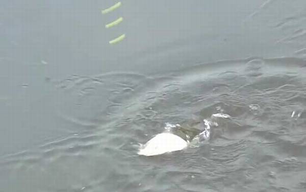 秋季钓鱼钓底还是钓浮?