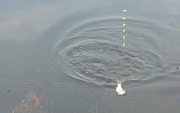 秋季钓鱼钓底还是钓浮?