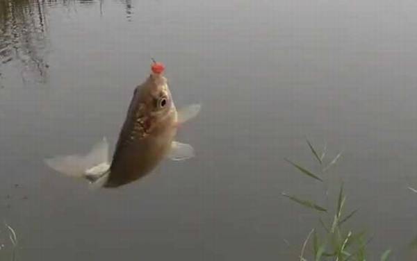 八月钓鱼钓多深合适?