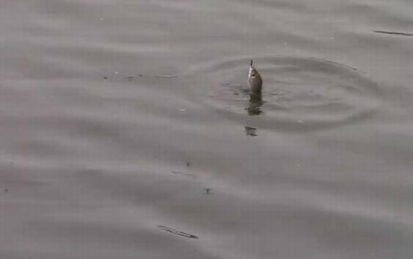 八月钓鱼钓多深合适?