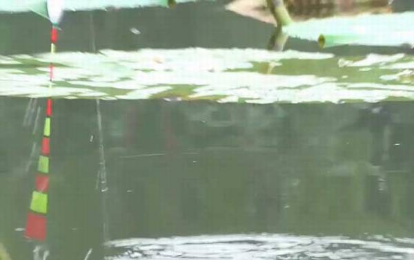 八月钓鱼钓多深合适?