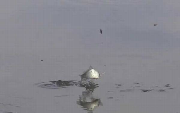 八月钓鱼钓多深合适?