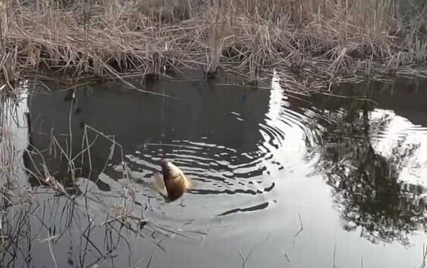 八月钓鱼什么时间段好?