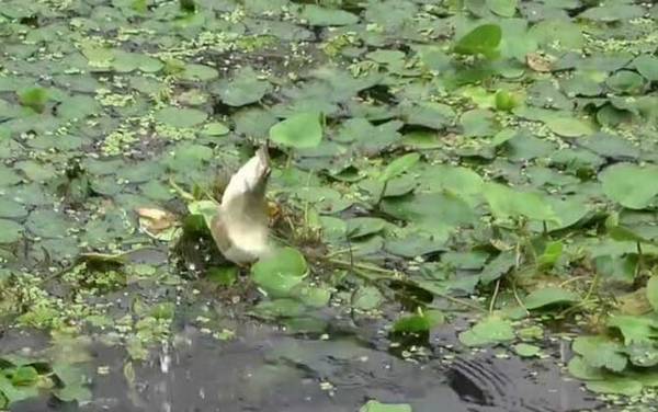 八月钓鱼是钓浅水还是深水?