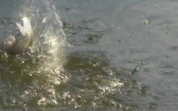 九月钓鱼好钓吗?