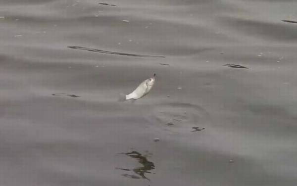 九月钓鱼钓浅水还是钓深水?