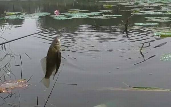 九月钓鱼钓浅水还是钓深水?