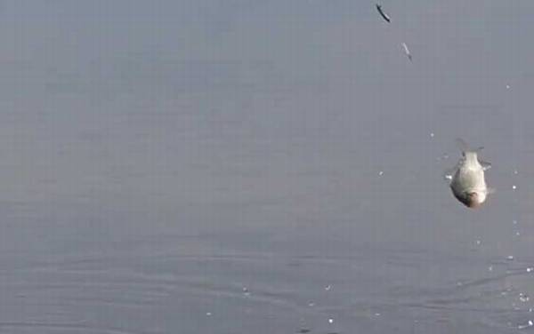 九月钓鱼钓浅水还是钓深水?