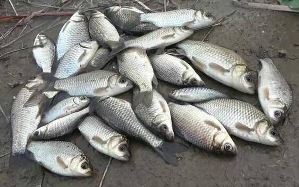 九月钓鱼什么时间最好?