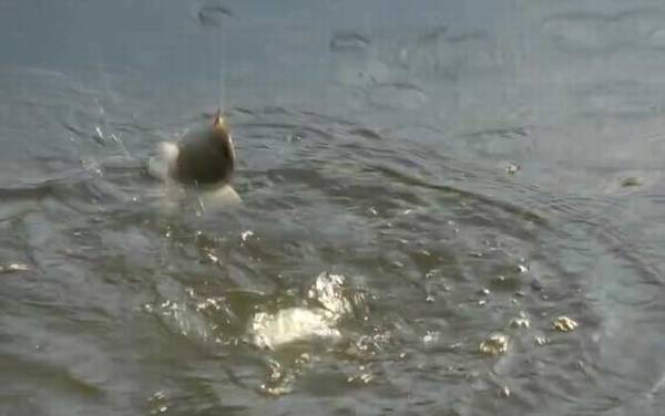 九月钓鱼怎么选钓位?