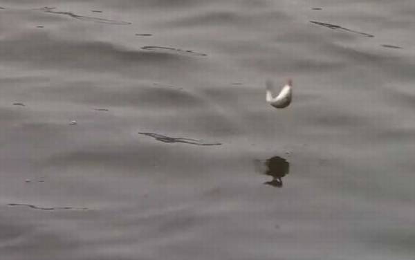 九月钓鱼怎么选钓位?