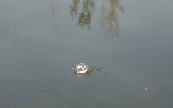 十月钓鱼技巧和方法