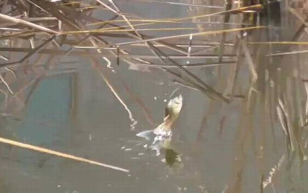 十月钓鱼钓深水还是浅水?