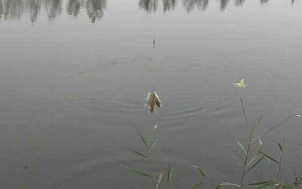 十月钓鱼钓位怎么选择才好?