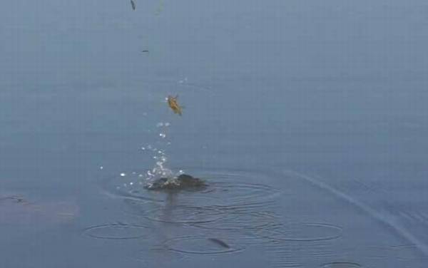 十月钓鱼什么天气最好?