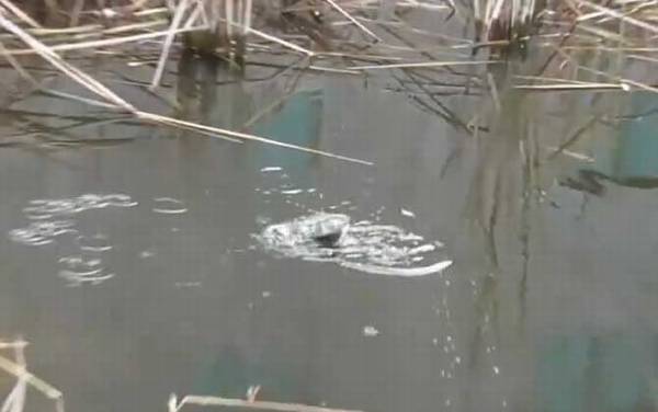 十月钓鱼怎么钓上鱼快?