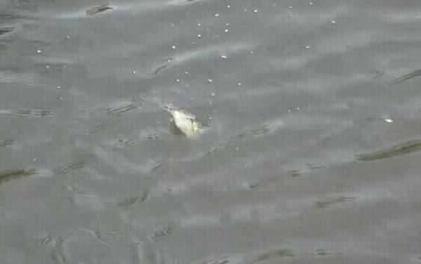 十月钓鱼怎么钓上鱼快?