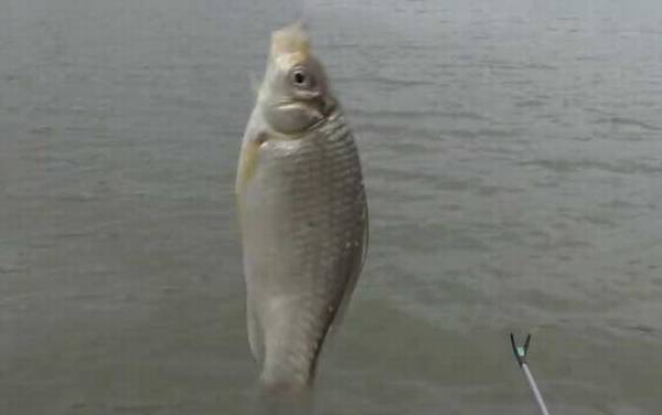 初冬钓鱼最佳时间是什么时候?