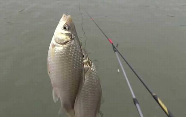 初冬钓鱼天气怎么选择?