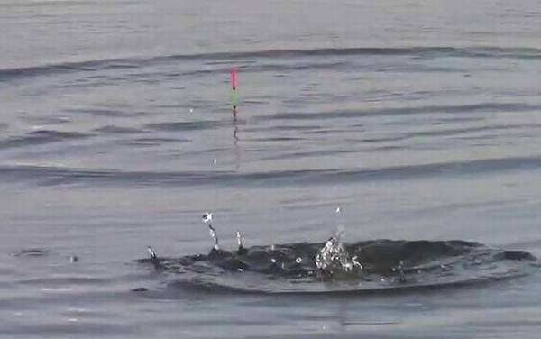 钓鱼为什么要打窝子?